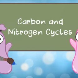 Amoeba sisters video recap carbon and nitrogen cycle answer key