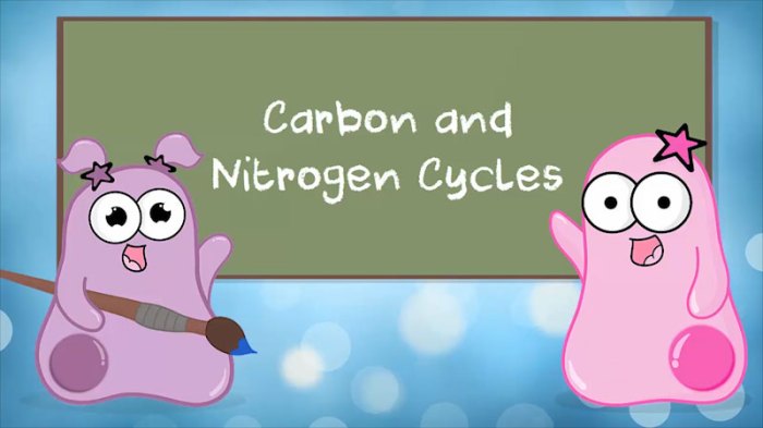 Amoeba sisters video recap carbon and nitrogen cycle answer key