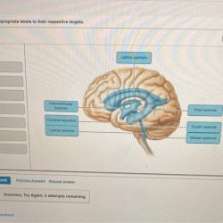 Brain model anatomy ventricles lateral classconnection amazonaws s3 models search google