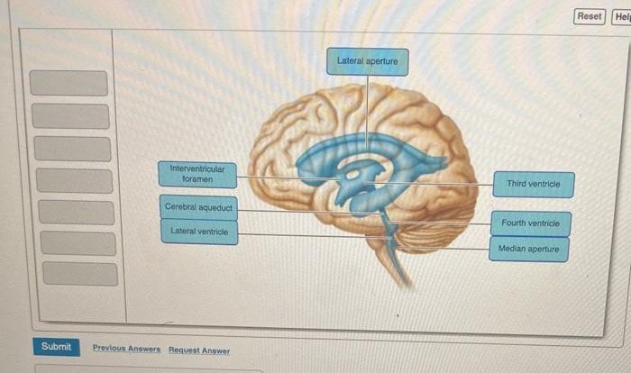 Brain model anatomy ventricles lateral classconnection amazonaws s3 models search google