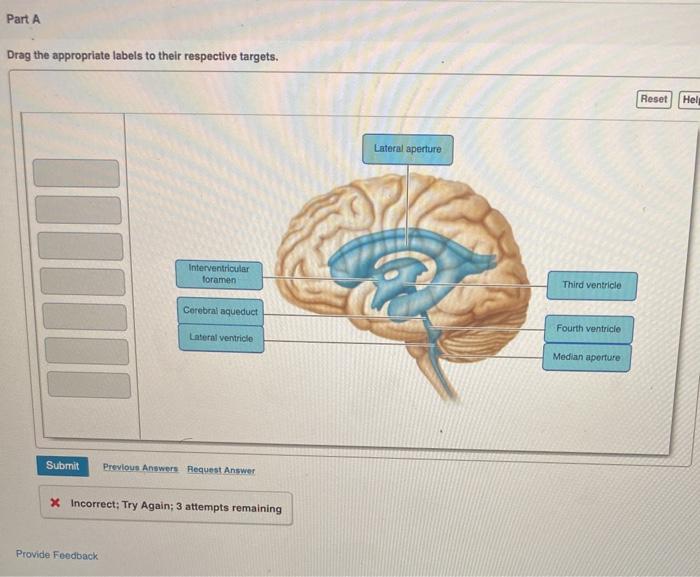 Brain model anatomy ventricles lateral classconnection amazonaws s3 models search google