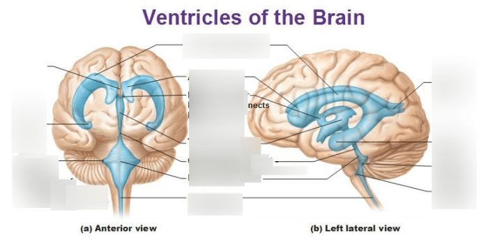 Drag the labels to identify the ventricles of the brain.