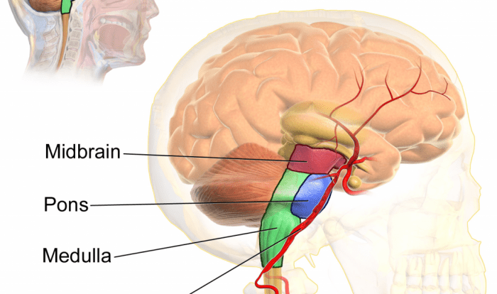 Insular cortex appropriate primate region brainstem frontiers