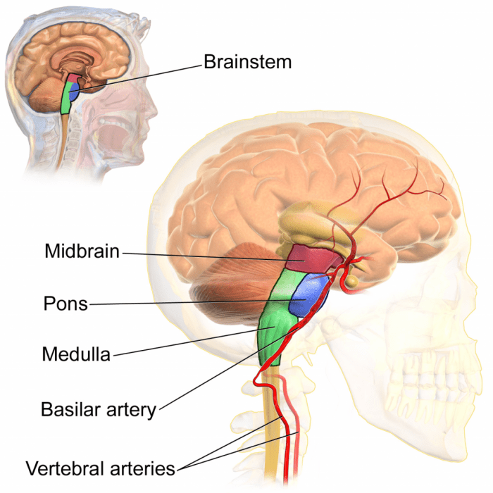 Insular cortex appropriate primate region brainstem frontiers