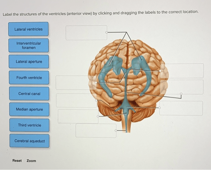 Ventricles nervous anatomy lobe occipital parietal cerebrospinal